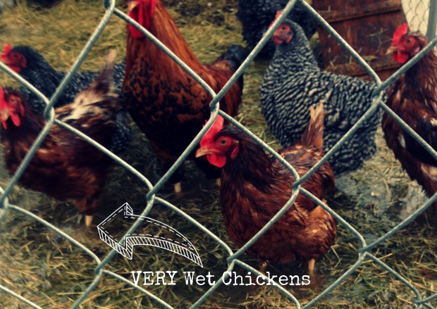Wet-Chickens