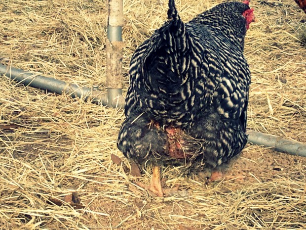 Sick-Chick-1