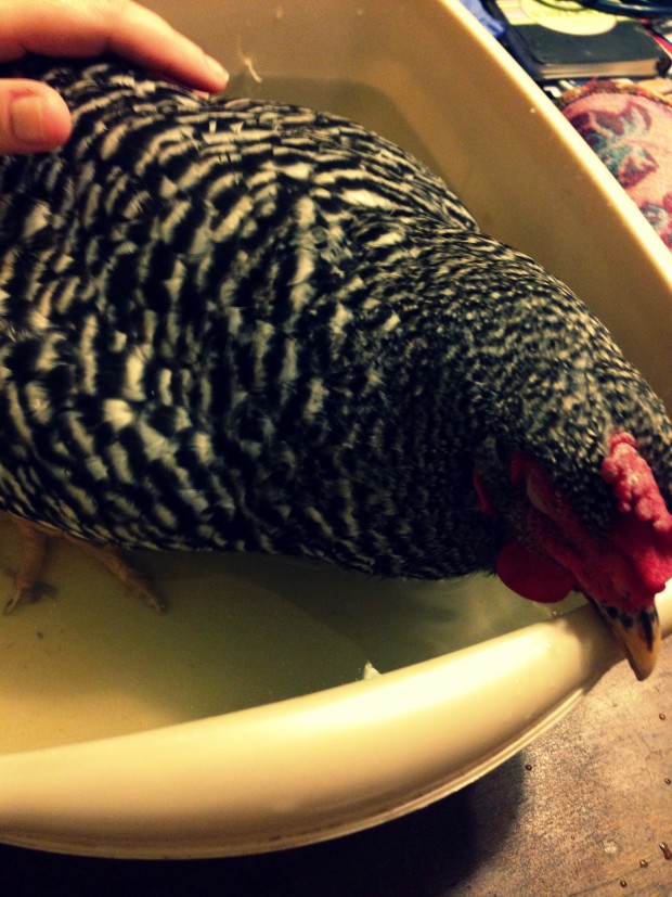Sick-Chick-3