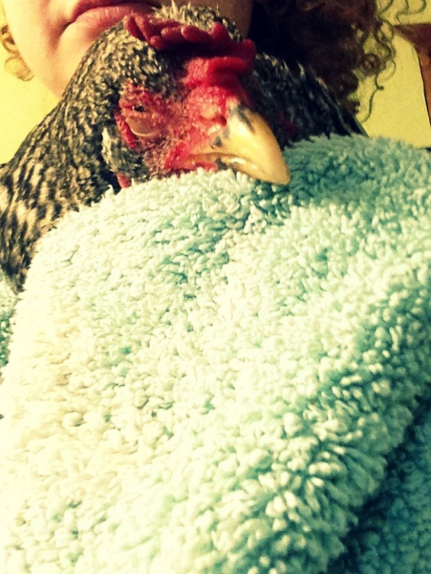 Sick-Chick-4