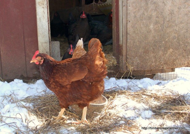 Chicken keeping in winter | Janet Garman | TimbercreekFarmer.com