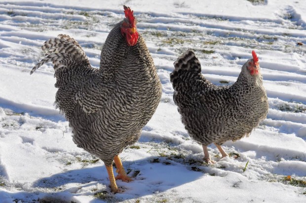 Chicken keeping in winter | Lesa Wilke, Betterhensandgardens.com 