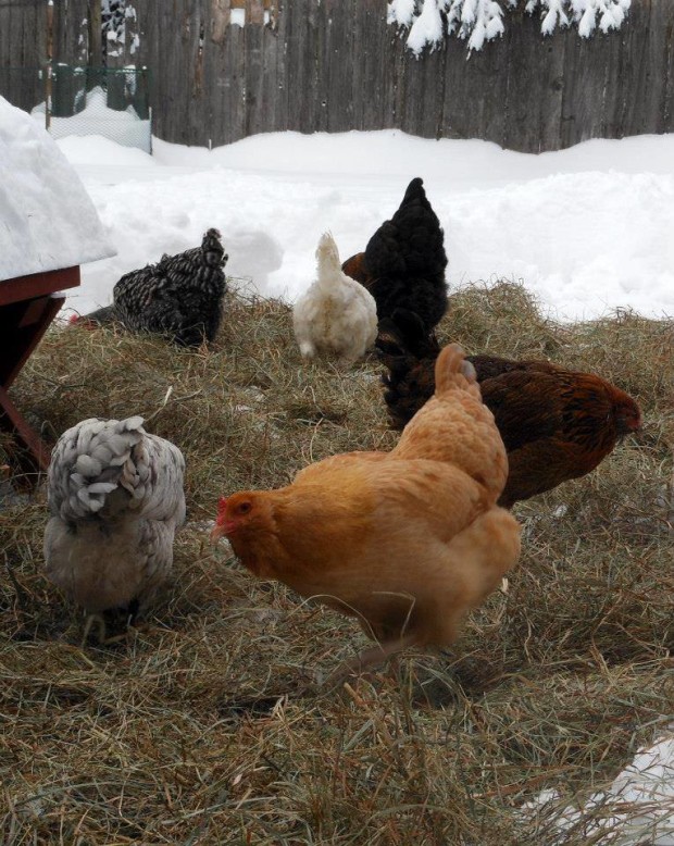 Chicken keeping in winter | Jessica Lane | 104Homestead.com