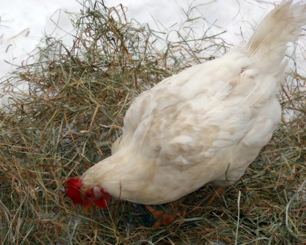 Chicken keeping in winter | Jessica Lane | 104Homestead.com