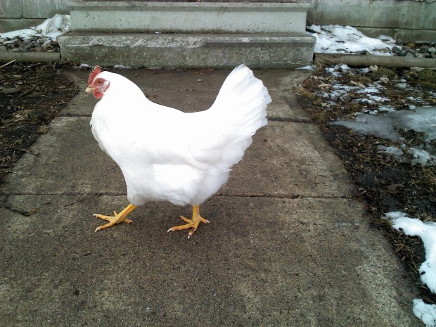 Chicken keeping in winter | Erica Nygaard | LivingLifeinRuralIowa.com